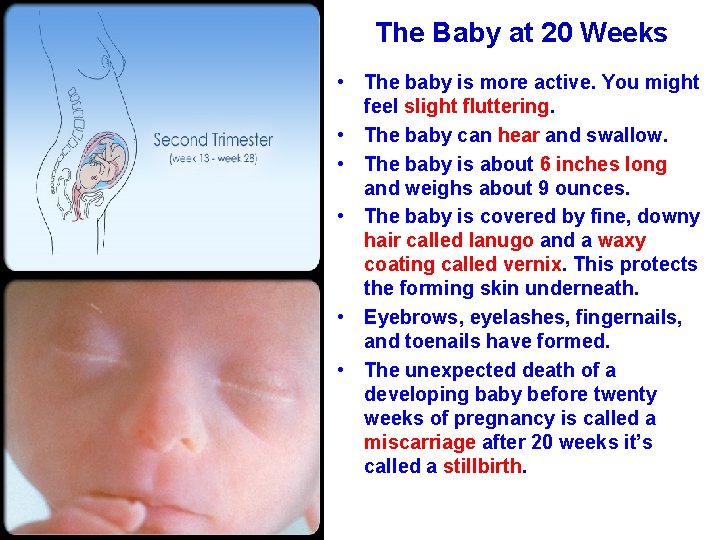 The Baby at 20 Weeks • The baby is more active. You might feel