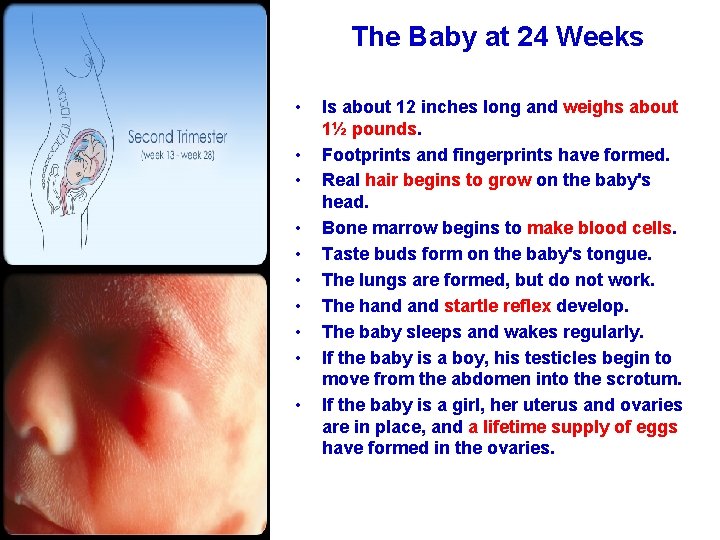 The Baby at 24 Weeks • • • Is about 12 inches long and