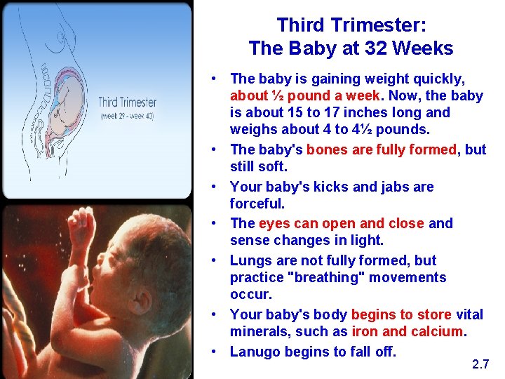 Third Trimester: The Baby at 32 Weeks • The baby is gaining weight quickly,