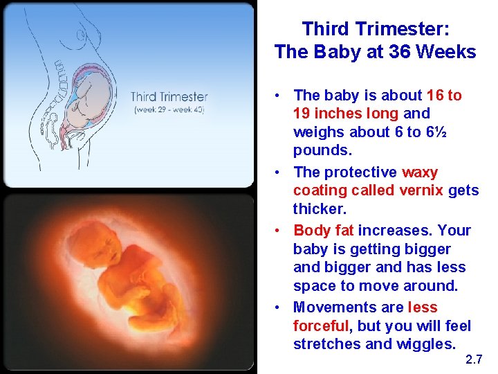 Third Trimester: The Baby at 36 Weeks • The baby is about 16 to