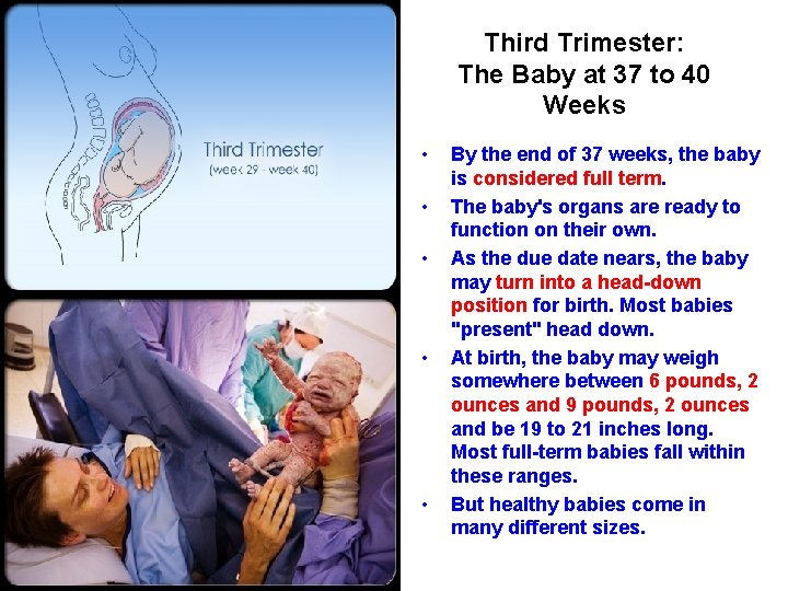 Third Trimester: The Baby at 37 to 40 Weeks • • • By the