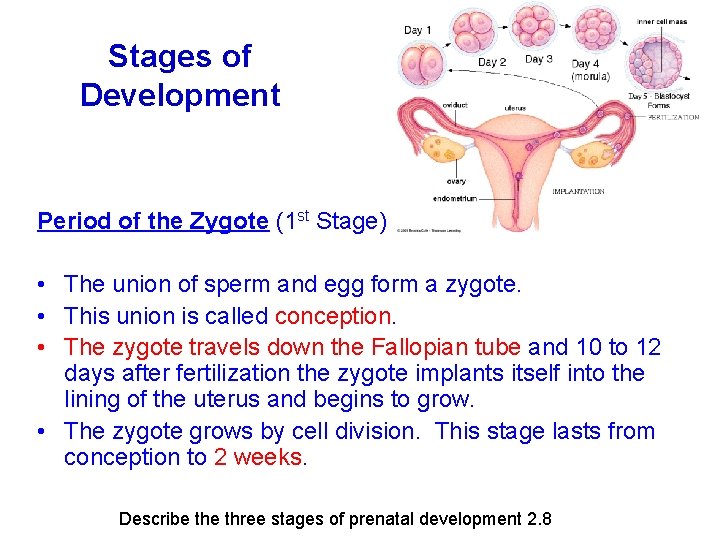 Stages of Development Period of the Zygote (1 st Stage) • The union of