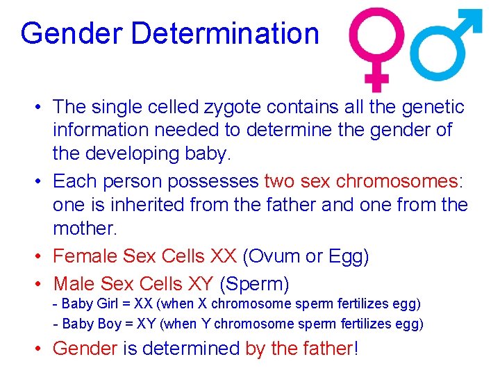 Gender Determination • The single celled zygote contains all the genetic information needed to
