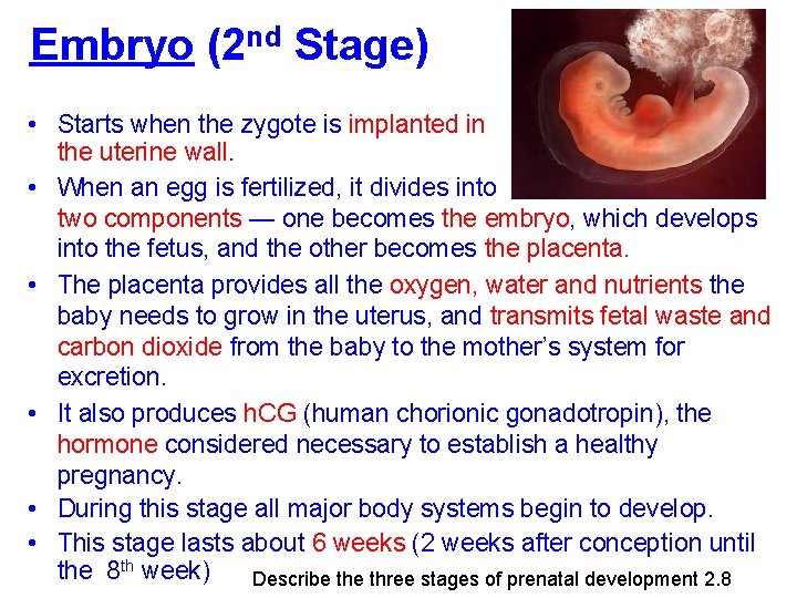 Embryo (2 nd Stage) • Starts when the zygote is implanted in the uterine