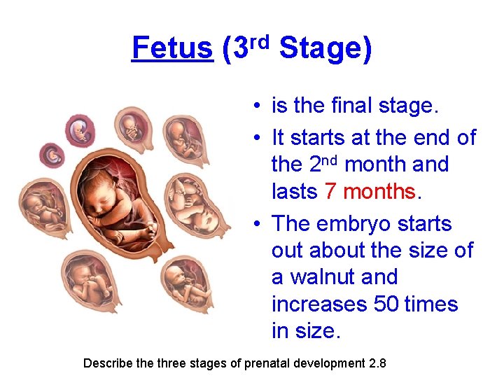 Fetus (3 rd Stage) • is the final stage. • It starts at the
