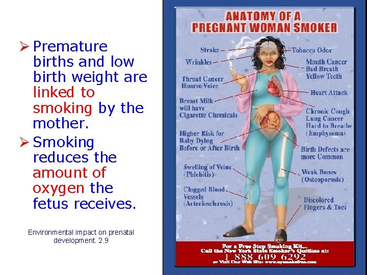 Ø Premature births and low birth weight are linked to smoking by the mother.