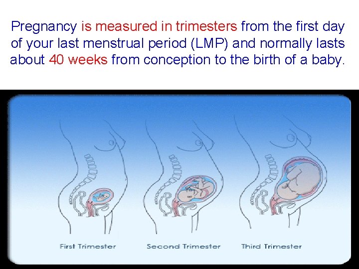 Pregnancy is measured in trimesters from the first day of your last menstrual period