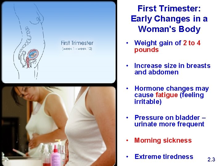 First Trimester: Early Changes in a Woman's Body • Weight gain of 2 to