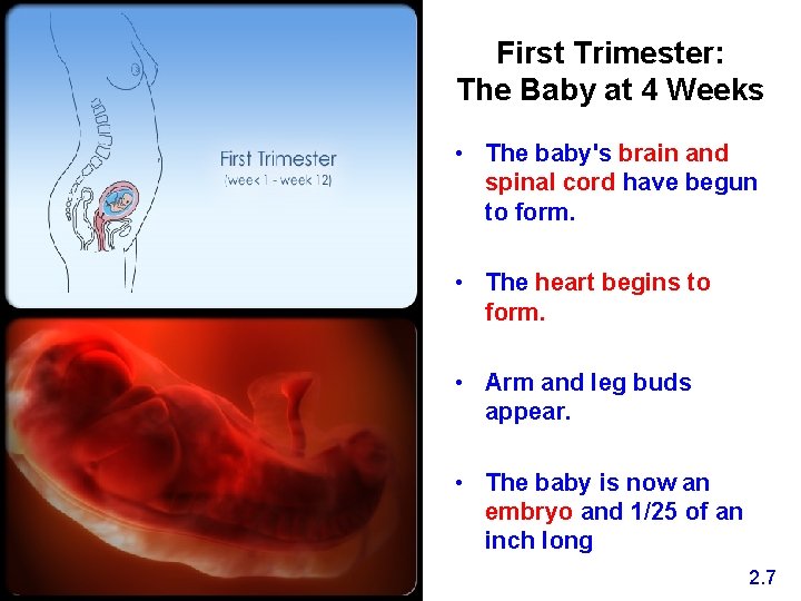 First Trimester: The Baby at 4 Weeks • The baby's brain and spinal cord