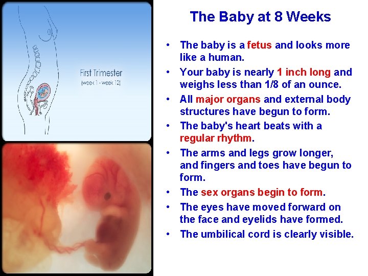 The Baby at 8 Weeks • The baby is a fetus and looks more