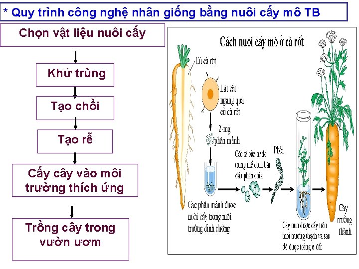 * Quy trình công nghệ nhân giống bằng nuôi cấy mô TB Chọn vật