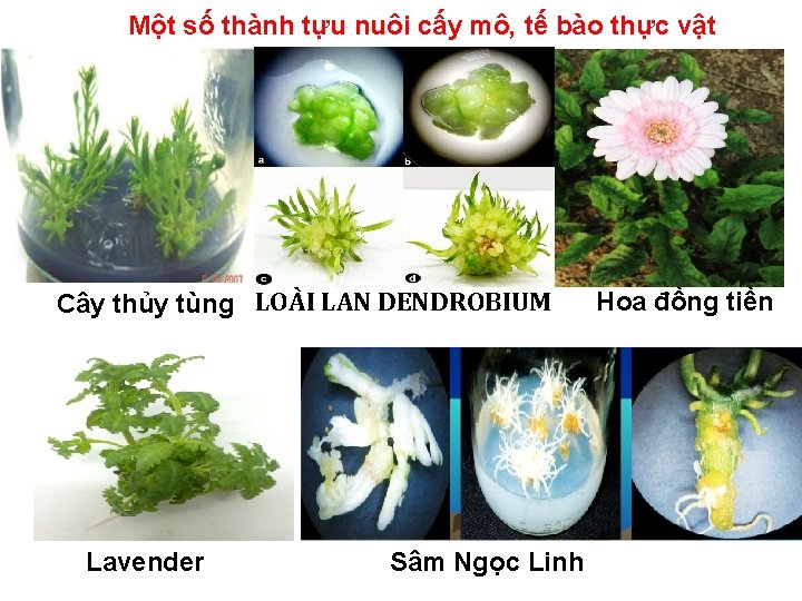 Một số thành tựu nuôi cấy mô, tế bào thực vật Cây thủy tùng