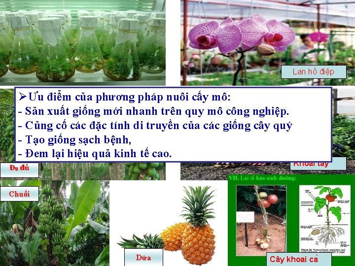 Lan hồ điệp ØƯu điểm của phương pháp nuôi cấy mô: - Sản xuất