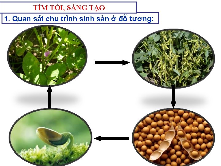 TÌM TÒI, SÁNG TẠO 1. Quan sát chu trình sinh sản ở đỗ tương: