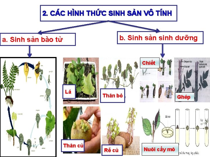 2. CÁC HÌNH THỨC SINH SẢN VÔ TÍNH b. Sinh sản sinh dưỡng a.