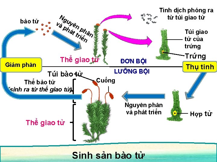 bào tử Giảm phân Tinh dịch phóng ra từ túi giao tử Ng và