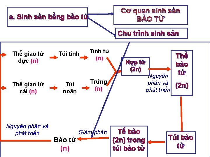 Cơ quan sinh sản BÀO TỬ a. Sinh sản bằng bào tử Chu trình