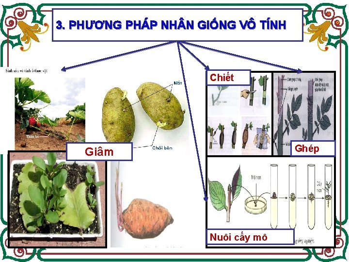 3. PHƯƠNG PHÁP NH N GiỐNG VÔ TÍNH Chiết Ghép Giâm Nuôi cấy mô