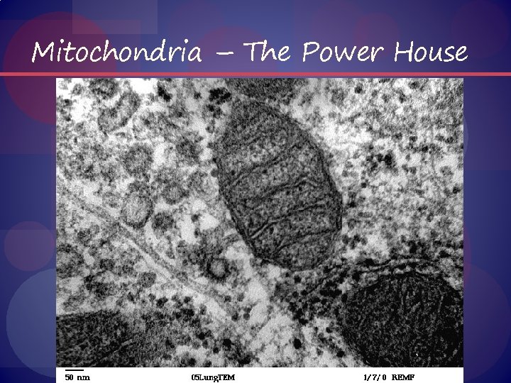 Mitochondria – The Power House 