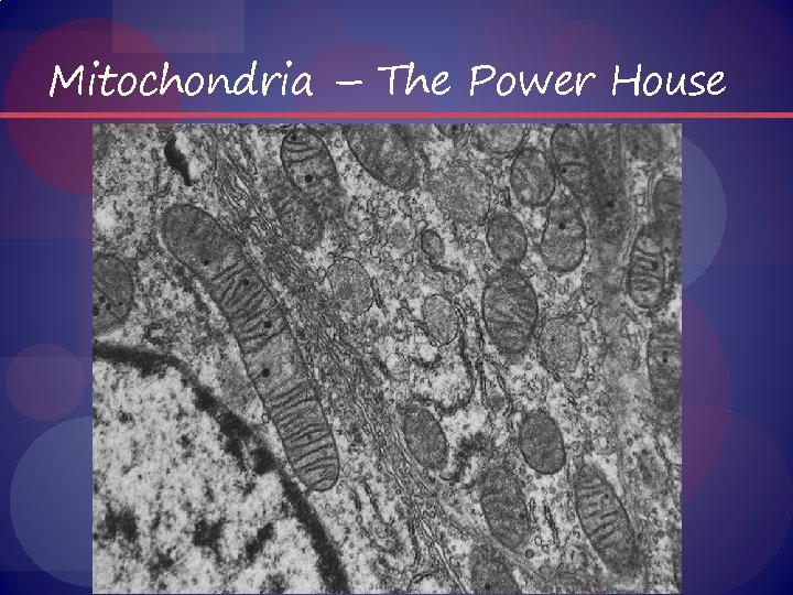 Mitochondria – The Power House 