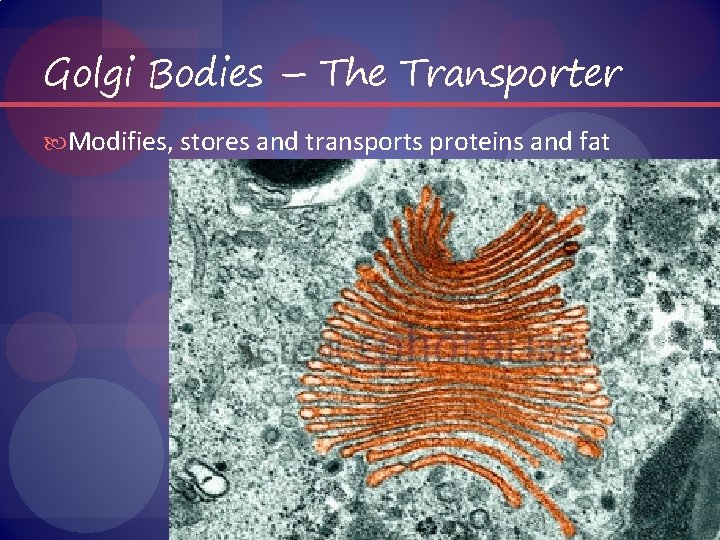 Golgi Bodies – The Transporter Modifies, stores and transports proteins and fat 