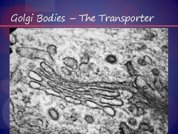 Golgi Bodies – The Transporter 