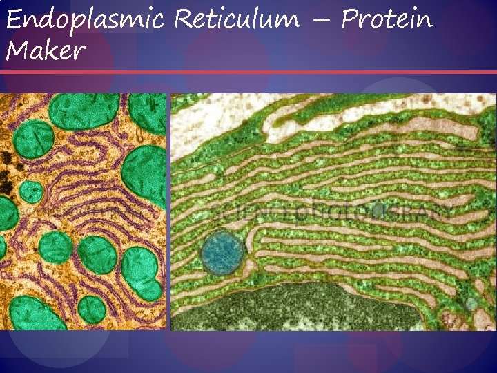 Endoplasmic Reticulum – Protein Maker 