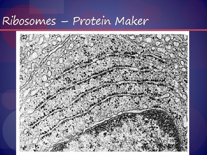 Ribosomes – Protein Maker 
