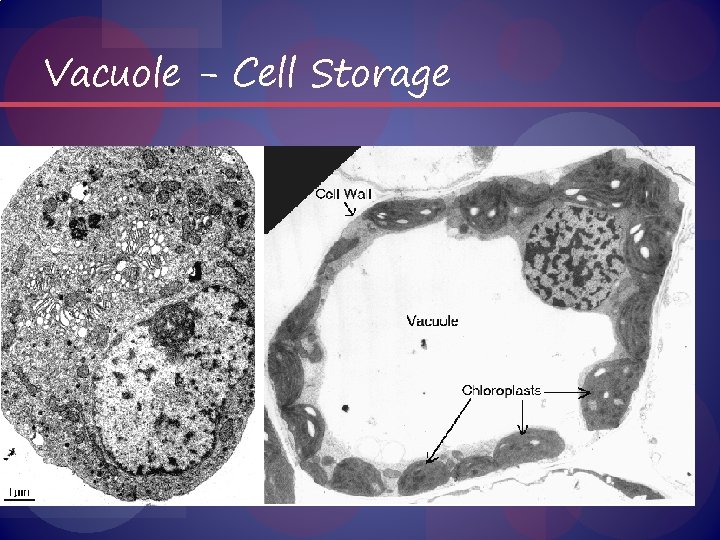 Vacuole - Cell Storage 