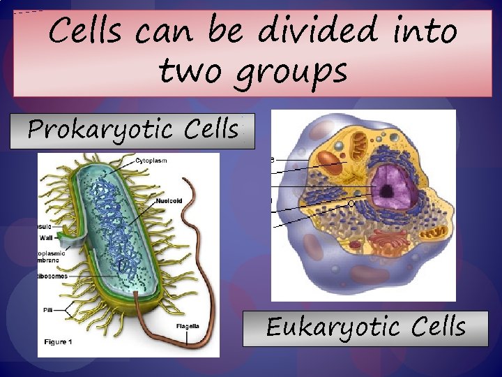 Cells can be divided into two groups Prokaryotic Cells Eukaryotic Cells 
