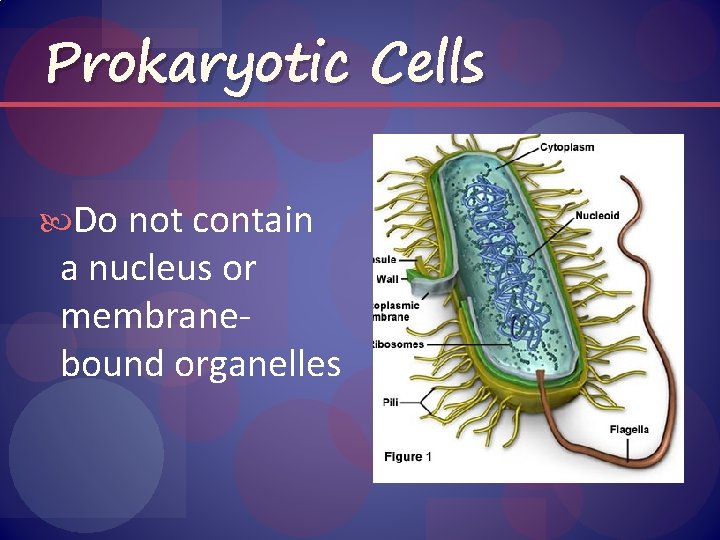 Prokaryotic Cells Do not contain a nucleus or membranebound organelles 