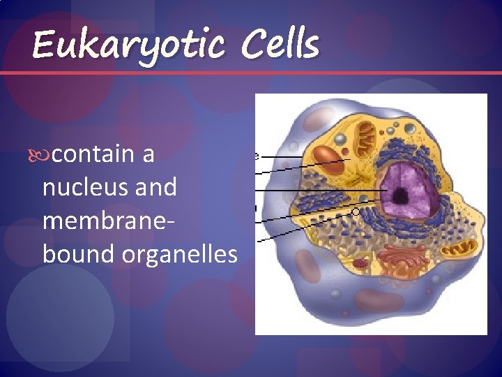 Eukaryotic Cells contain a nucleus and membranebound organelles 
