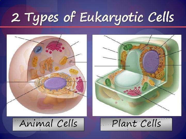 2 Types of Eukaryotic Cells Animal Cells Plant Cells 