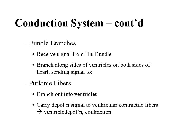 Conduction System – cont’d – Bundle Branches • Receive signal from His Bundle •