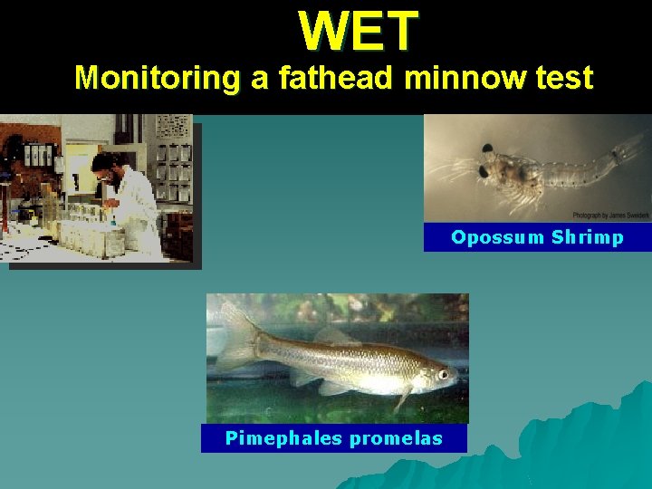 WET Monitoring a fathead minnow test Opossum Shrimp Pimephales promelas 