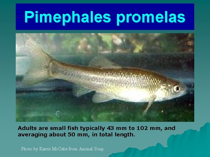 Pimephales promelas Adults are small fish typically 43 mm to 102 mm, and averaging