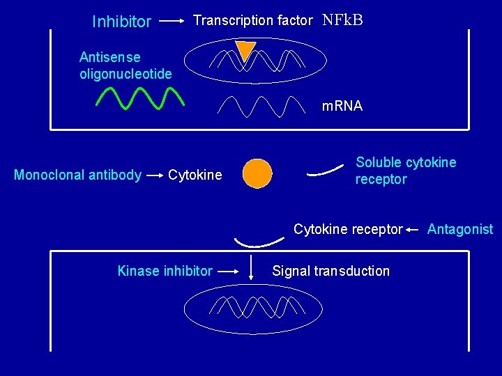 Inhibitor Transcription factor NFk. B Antisense oligonucleotide m. RNA Monoclonal antibody Cytokine Soluble cytokine