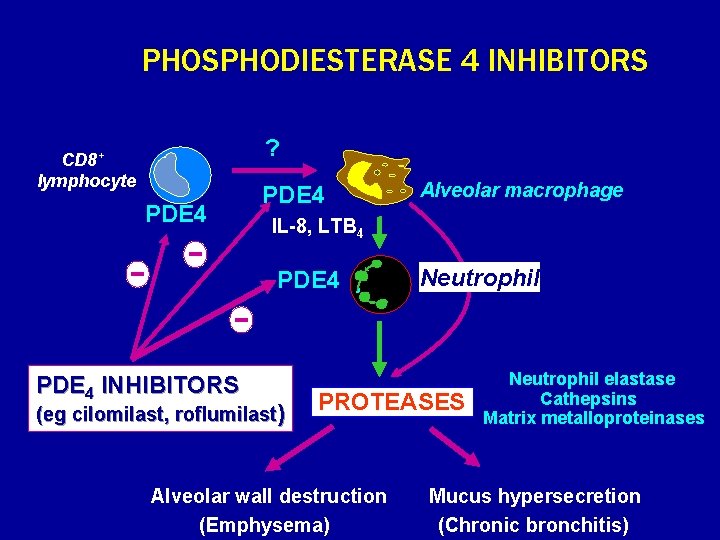 PHOSPHODIESTERASE 4 INHIBITORS ? CD 8+ lymphocyte PDE 4 IL-8, LTB 4 PDE 4