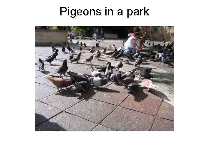 Pigeons in a park 