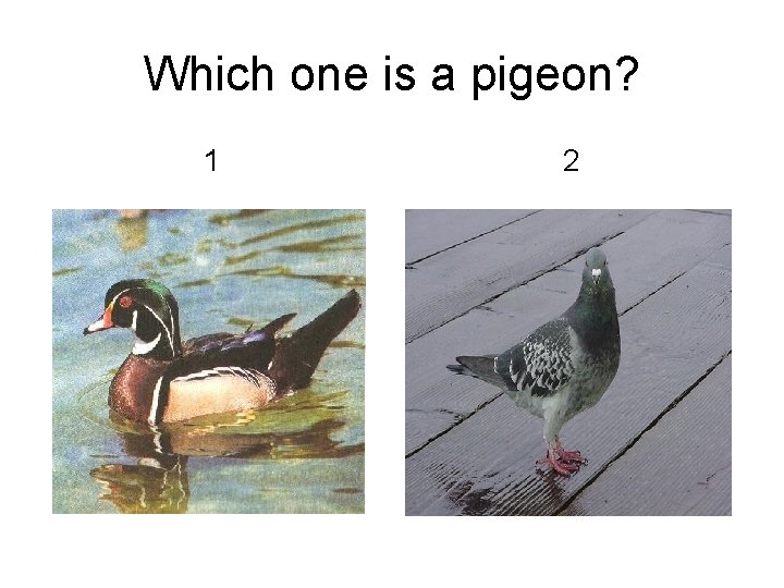 Which one is a pigeon? 1 2 