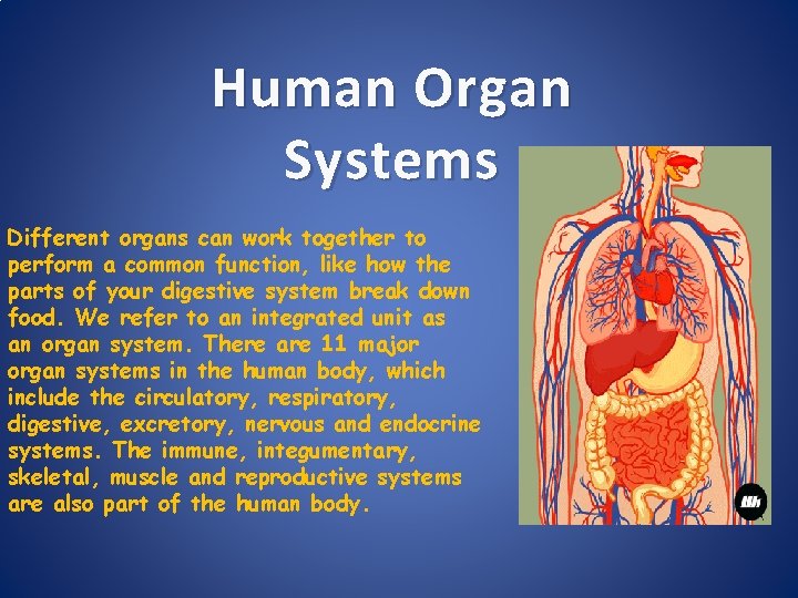 Human Organ Systems Different organs can work together to perform a common function, like