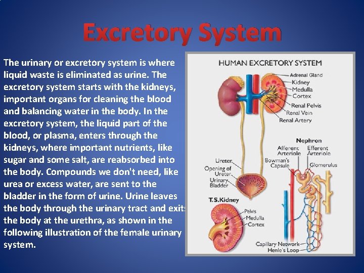 Excretory System The urinary or excretory system is where liquid waste is eliminated as