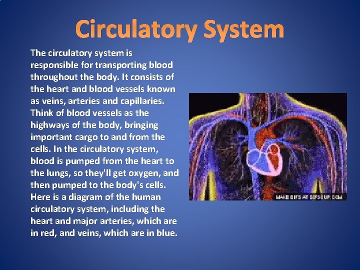 Circulatory System The circulatory system is responsible for transporting blood throughout the body. It