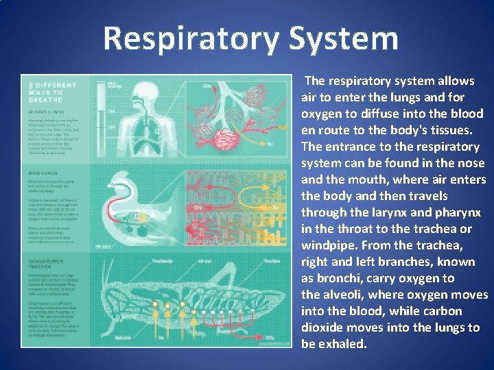 Respiratory System The respiratory system allows air to enter the lungs and for oxygen
