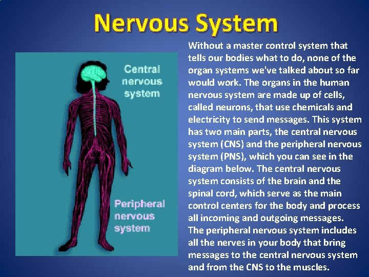 Nervous System Without a master control system that tells our bodies what to do,