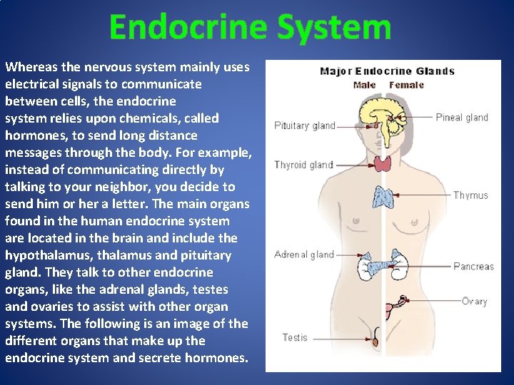 Endocrine System Whereas the nervous system mainly uses electrical signals to communicate between cells,