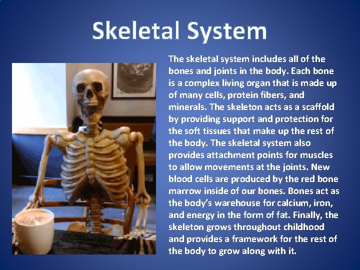 Skeletal System The skeletal system includes all of the bones and joints in the