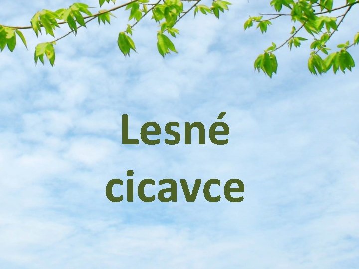 Lesné cicavce 