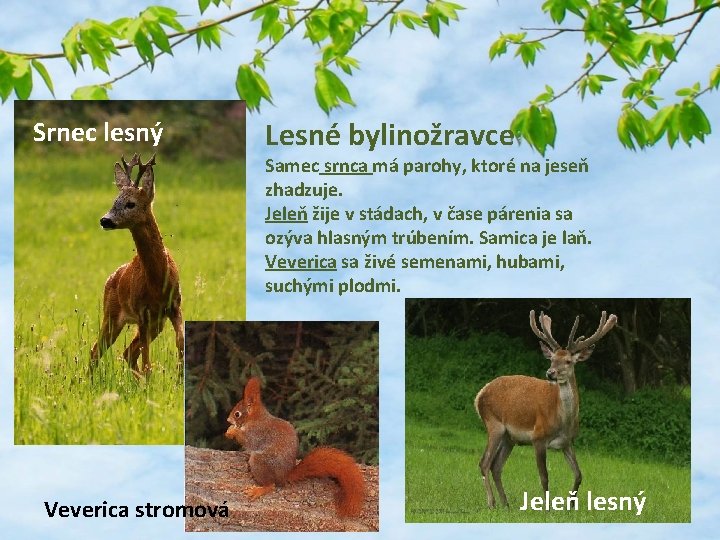 Srnec lesný Lesné bylinožravce Samec srnca má parohy, ktoré na jeseň zhadzuje. Jeleň žije