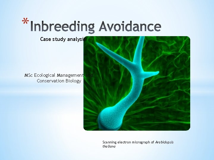 * Case study analysis MSc Ecological Management and Conservation Biology Scanning electron micrograph of